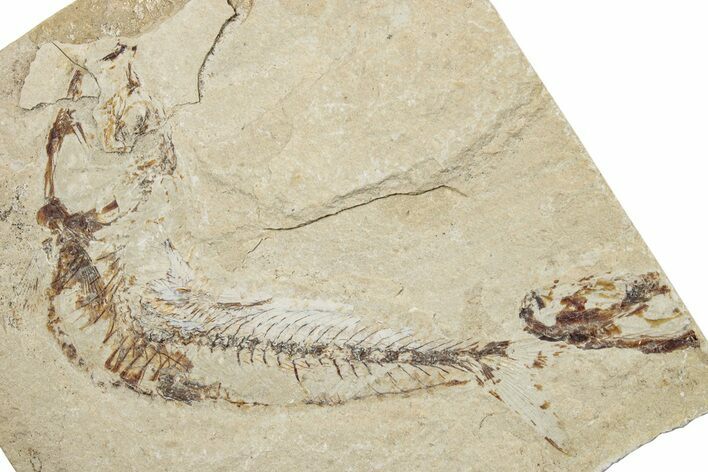 Cretaceous Fossil Fish (Scombroclupea?) - Lebanon #251416
